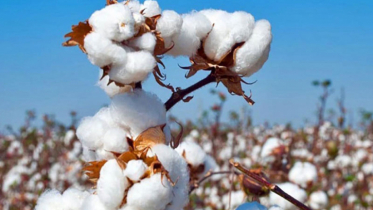 Cotton GSP scheme could be win-win for both US-Bangladesh