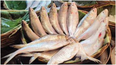 First Hilsa consignment from Bangladesh reaches India, lowest export since 2019