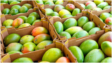 Bangladesh to make record in production, export of mango