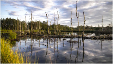 World risks up to $39tn in economic losses from vanishing wetlands