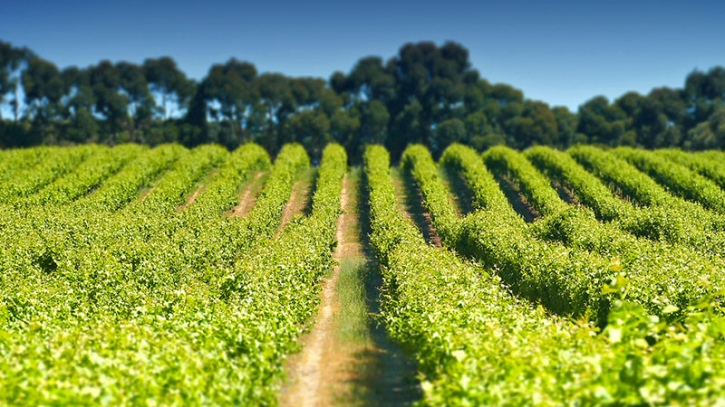 Australia crop exports set for record high after heavy rains Australia crop exports set for record high after heavy rains