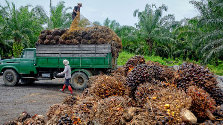 Malaysia to double palm oil exports to China amid EU import restrictions