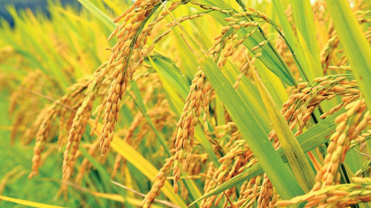 Rice production in Bangladesh hits record high Rice production in Bangladesh hits record high
